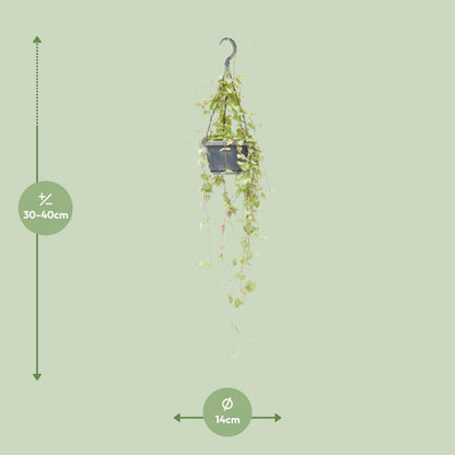 Kamerplant - Ceropegia Linearis 'Iris' - Hangplant - Pot Ø 14cm Hoogte ↕ 38cm
