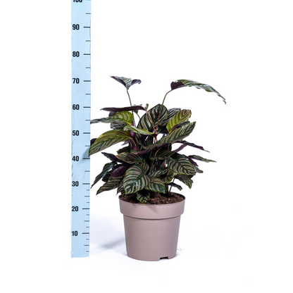 Kamerplant - Calathea Ornata Sanderiana - Pot Ø 27cm Hoogte ↕ 60-80cm