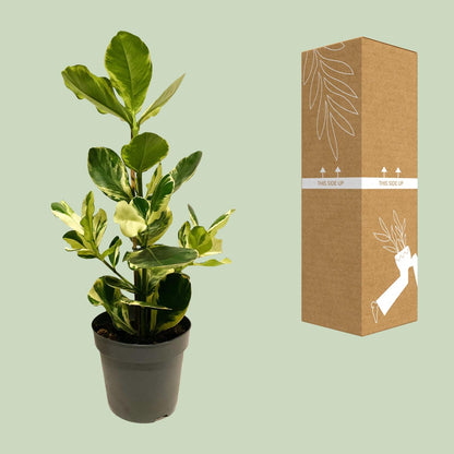 Kamerplant - Clusia Rosea White Star - Pot Ø 17cm Hoogte ↕ 60cm