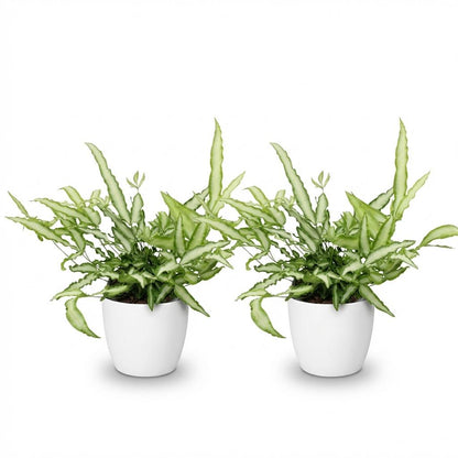 Kamerplant 2x Pteris cretica Albolineata - Lintvaren - Pot Ø 12cm Hoogte ↕ 20cm