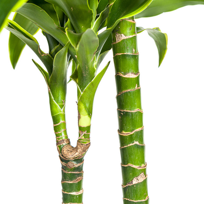 Kamerplant - Dracaena Deremensis Dorado - Pot Ø 24cm Hoogte ↕ 120-140cm