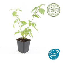 Buitenplant 12x Cornus sang. 'Anny's Winter Orange' - Pot Ø 9cm Hoogte ↕ 10-25cm