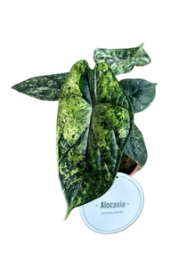 Kamerplant - Alocasia Dragon Scale Variegata - Pot Ø 12cm Hoogte ↕ 25cm