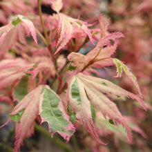 Buitenplant 2x Acer palmatum 'Iyoshi' - Japanse Esdoorn Roze - Pot Ø 19cm Hoogte ↕ 70cm