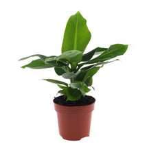 Kamerplant - Musa Oriental Dwarf - Pot Ø 12cm Hoogte ↕ 25cm
