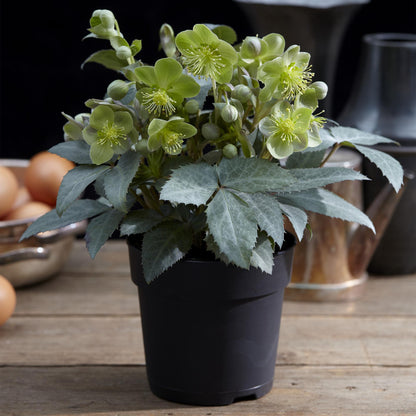 Buitenplant - Helleborus sternii 'Silver Dollar' - Bloeiend - Pot Ø 14cm Hoogte ↕ 35cm