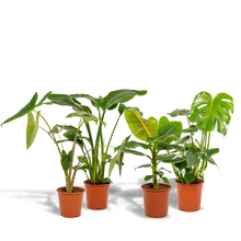 Kamerplant set - Monstera Deliciosa + Alocasia Zebrina + Strelitzia Nicolai + Musa Dwarf Cavendish
