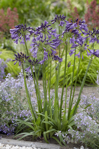 Buitenplant - Agapanthus 'Poppin Purple' - Bloeiend - Pot Ø 19cm Hoogte ↕ 30cm