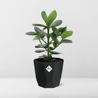 Kamerplant - Clusia Princess - Pot Ø 14cm
