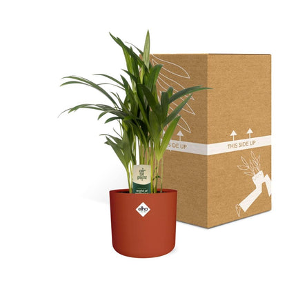 Kamerplant - Dypsis Lutescens (Areca) - Met sierpot - Pot Ø 12cm