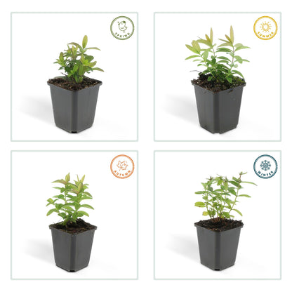 Buitenplant 48x Hypericum calycinum - Bloeiend - Pot Ø 9cm Hoogte ↕ 10-25cm