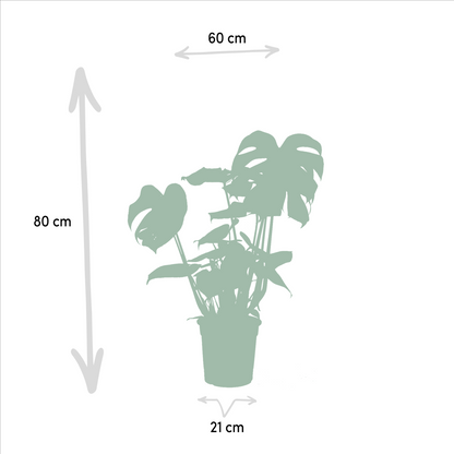 Kamerplant - Monstera Deliciosa ↕ 75cm + Musa Dwarf Cavendish ↕ 85cm - Pot Ø 21cm