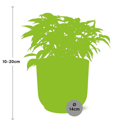 Kamerplant - Ficus Benjamina Kinky - Pot Ø 14cm
