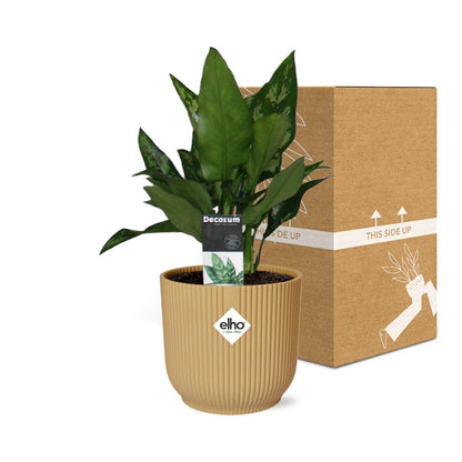 Kamerplant - Aglaonema Maria - Pot Ø 14cm