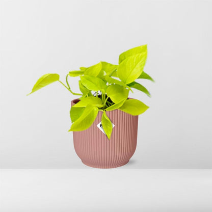 Kamerplant - Epipremnum Pinnatum 'Golden Pothos' - Pot Ø 14cm