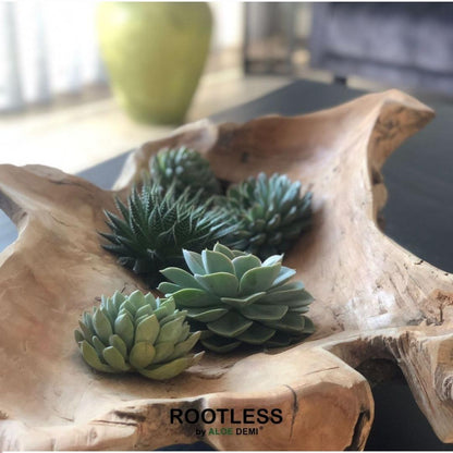 Kamerplant - ROOTLESS Echeveria Medium Mix GIY Box