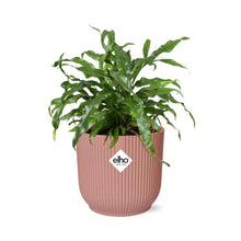 Kamerplant - Microsorum Diversifolium - Pot Ø 14cm