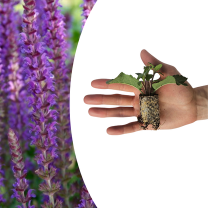 Buitenplant 6x Salvia - Bloeiend - Balkonplant