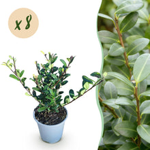 Buitenplant 8x Ilex crenata Caroline Upright - Haagplant - Groenblijvend - Pot Ø 9cm Hoogte ↕ 25-30cm