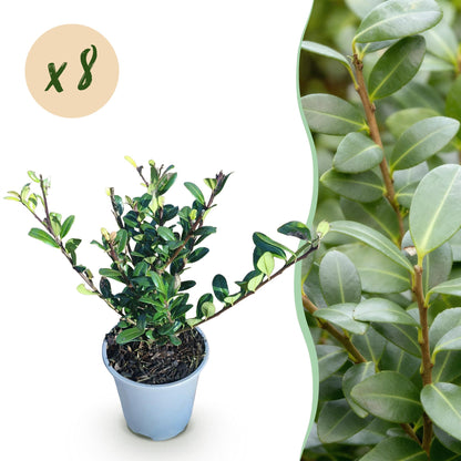 Buitenplant 8x Ilex crenata Caroline Upright - Haagplant - Groenblijvend - Pot Ø 9cm Hoogte ↕ 25-30cm