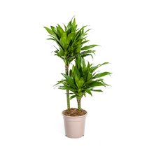 Kamerplant - Dracaena Deremensis Green Jewel - Luchtzuiverend - Pot Ø 19cm Hoogte ↕ 70-90cm