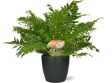 Kamerplant - Blechnum Silver Lady - Pot Ø 17cm Hoogte ↕ 50cm