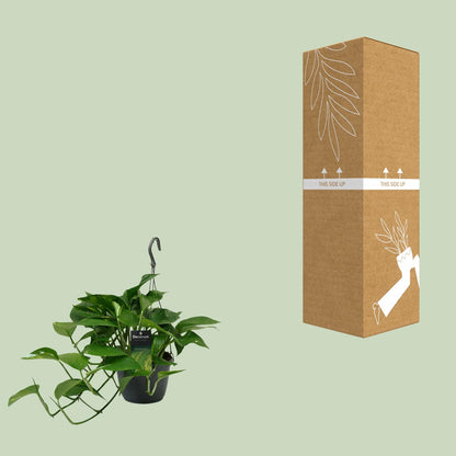 Kamerplant - Scindapsus (Epipremnum) - Pot Ø 15cm Hoogte ↕ 45cm