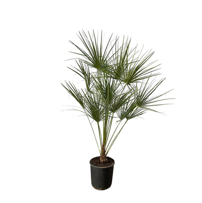 XL plant Chamaerops humilis op stam - Mediterrane Palm - Pot Ø 24cm Hoogte ↕ 160cm