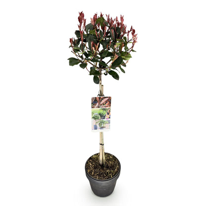 Buitenplant - Photinia fraseri 'Little Red Robin' op Stam - Winterhard - Pot Ø 19cm Hoogte ↕ 90cm