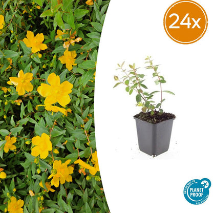 Buitenplant 24x Hypericum dummeri 'Peter Dummer' - Bloeiend - Pot Ø 9cm Hoogte ↕ 10-25cm