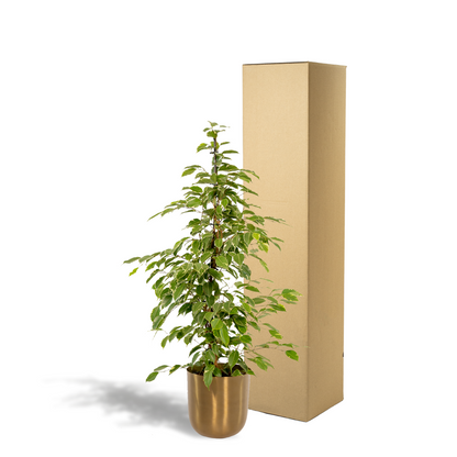 Kamerplant - Ficus benjamina Goldenking - Inclusief sierpot - Pot Ø 21cm Hoogte ↕ 95cm