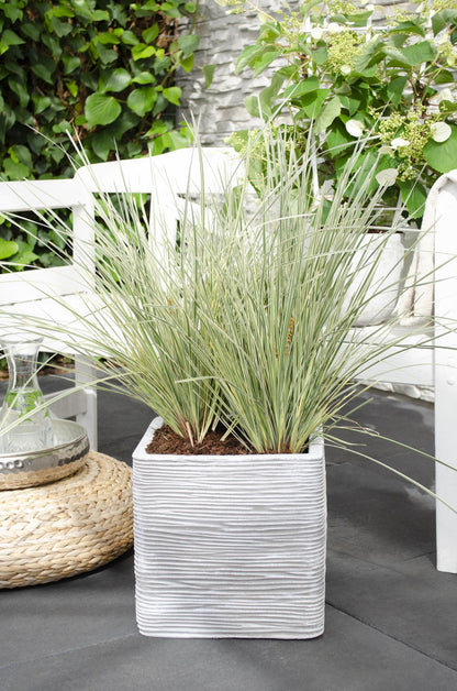 Buitenplant - Lomandra longifolia 'White Sands' - Winterhard - Pot Ø 19cm Hoogte ↕ 40cm