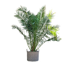 XL plant - Phoenix canariensis - Winterhard - Pot Ø 50cm Hoogte ↕ 300cm