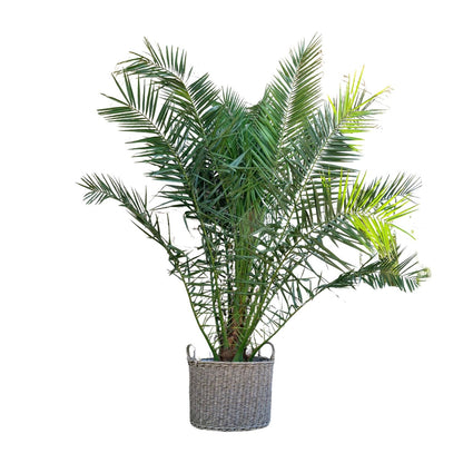 XL plant - Phoenix canariensis - Winterhard - Pot Ø 50cm Hoogte ↕ 300cm