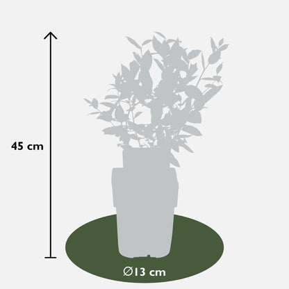 Buitenplant 5x Vaccinium corymbosum 'Brigitta Blue' - Pot Ø 13cm Hoogte ↕ 45cm