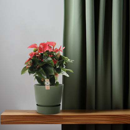 Kamerplant - Anthurium Pink Champion - Pot Ø 21cm Hoogte ↕ 65cm