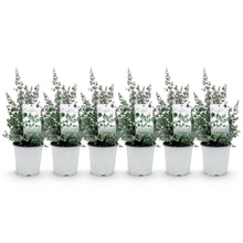Buitenplant 6x Eucalyptus gunni - Winterhard - Pot Ø 17cm Hoogte ↕ 40cm