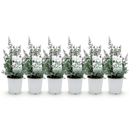 Buitenplant 6x Eucalyptus gunni - Winterhard - Pot Ø 17cm Hoogte ↕ 40cm