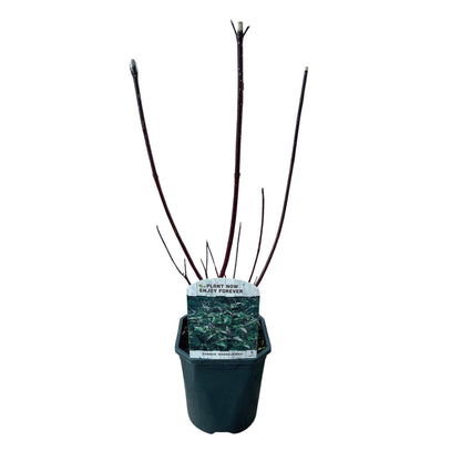 Buitenplant - Cornus alba 'Kesselringii' - Paarse takken - Pot Ø 17cm Hoogte ↕ 45cm