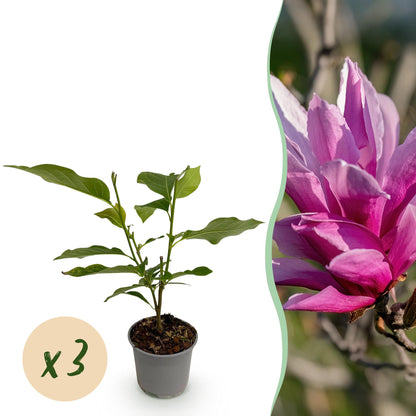 Buitenplant 3x Magnolia liliiflora 'Nigra' - Bloeiend - Pot Ø 12cm Hoogte ↕ 30cm