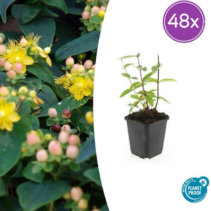 Buitenplant 48x Hypericum inodorum 'Annebel' - Bloeiend - Pot Ø 9cm Hoogte ↕ 10-25cm