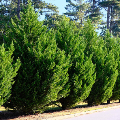 Buitenplant 8x Cupressocyparis leylandii - Groenblijvend - Pot Ø 9cm Hoogte ↕ 35-40cm