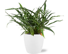 Kamerplant - Aglaomorpha Coronans - Pot Ø 17cm Hoogte ↕ 45cm