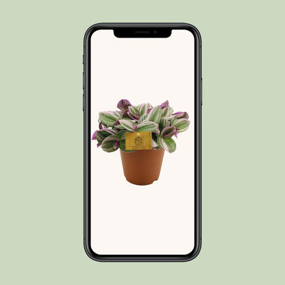 Kamerplant - Tradescantia Nanouk - Hangplant - Pot Ø 15cm Hoogte ↕ 25cm