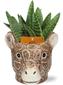 Kamerplant - Aloe Paradisicum - Pot Ø 10,5cm Hoogte ↕ 15cm
