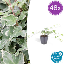 Buitenplant 48x Hedera helix 'Glacier' - Klimplant - Pot Ø 9cm Hoogte ↕ 10-25cm