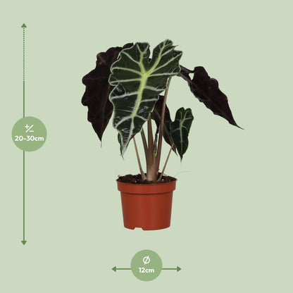 Kamerplant - Alocasia Amazonica Polly - Pot Ø 12cm Hoogte ↕ 30cm
