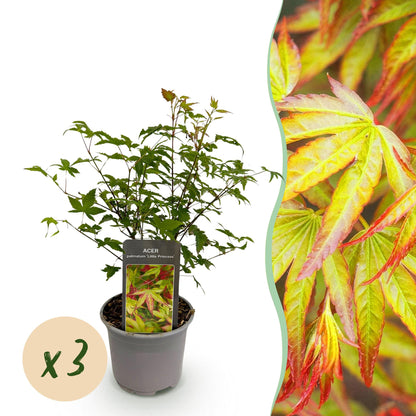 Buitenplant 3x Acer palmatum Little Princess - Pot Ø 12cm Hoogte ↕ 35cm