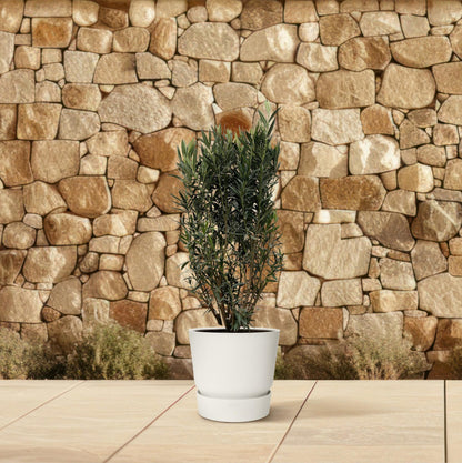 Buitenplant - Nerium Oleander struik - Bloeiend - Pot Ø 40cm Hoogte ↕ 180cm