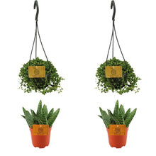 Kamerplant 4x mix - Aloe Paradisicum + Senecio Rowleyanus - Pot Ø 10.5cm Hoogte ↕ 10cm